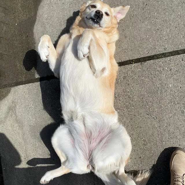 Blije hond ligt ontspannen op stoeptegels in de zon