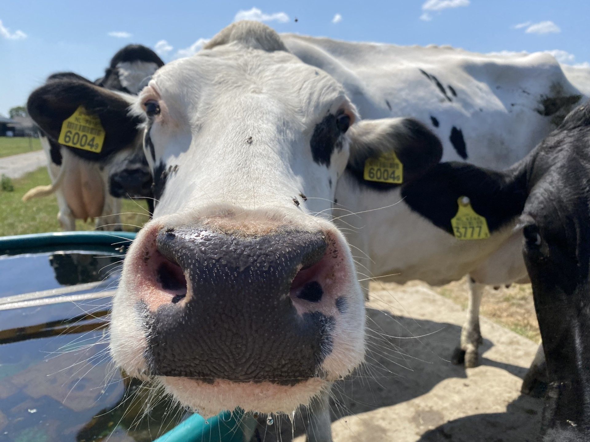 Close-up van een nieuwsgierige zwart-witte koe
