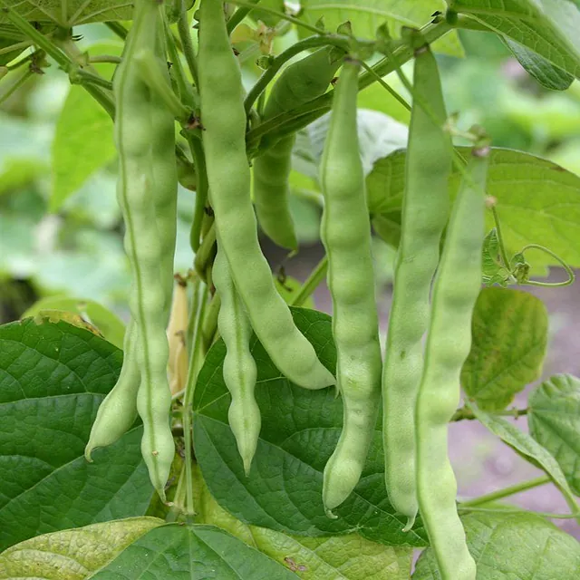 Groene bonen hangen aan de bonenplant in de moestuin