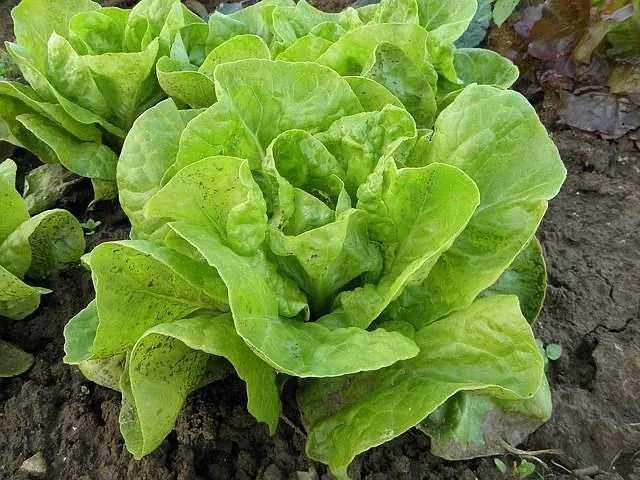 Grote frisgroene krop sla uit de moestuin van Zorgboerderij Noorderend