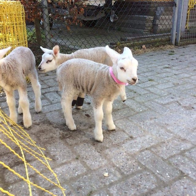Jonge lammetjes op de bestrating bij een hek