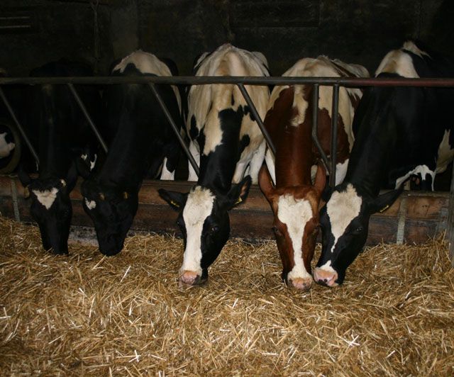 Koeien eten stro in de stal