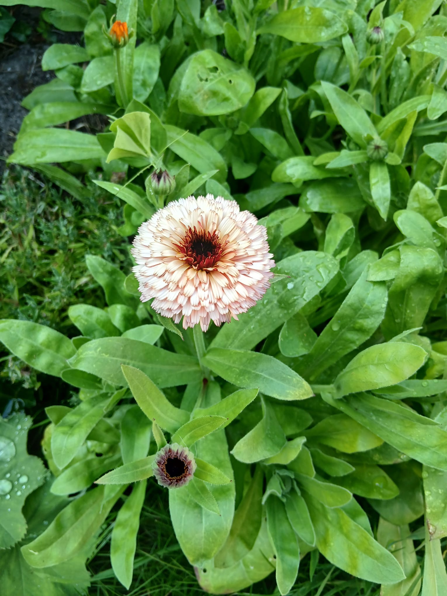 Lichtroze calendula met donkerrode kern in volle bloei