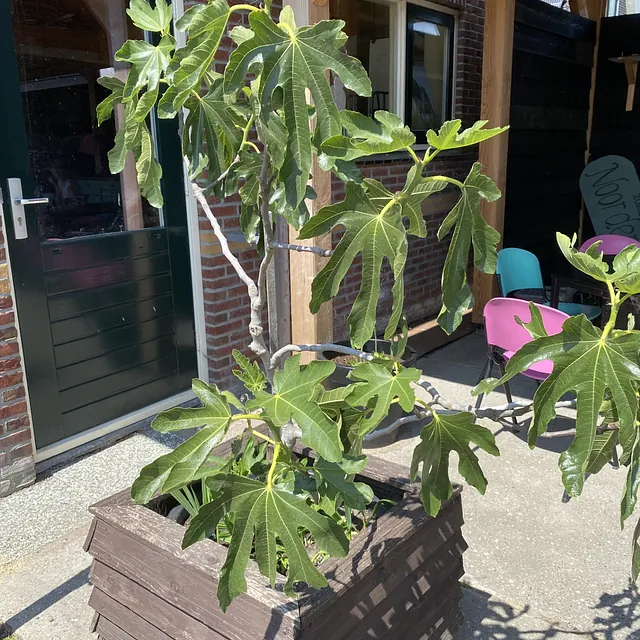 Vijgenboom in een houten plantenbak naast de woning