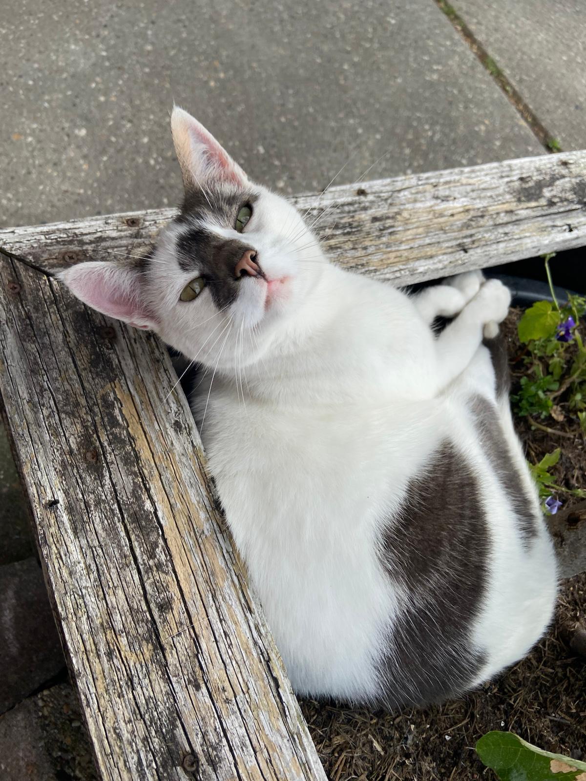 Witte kat met grijze vlekken op de boerderij