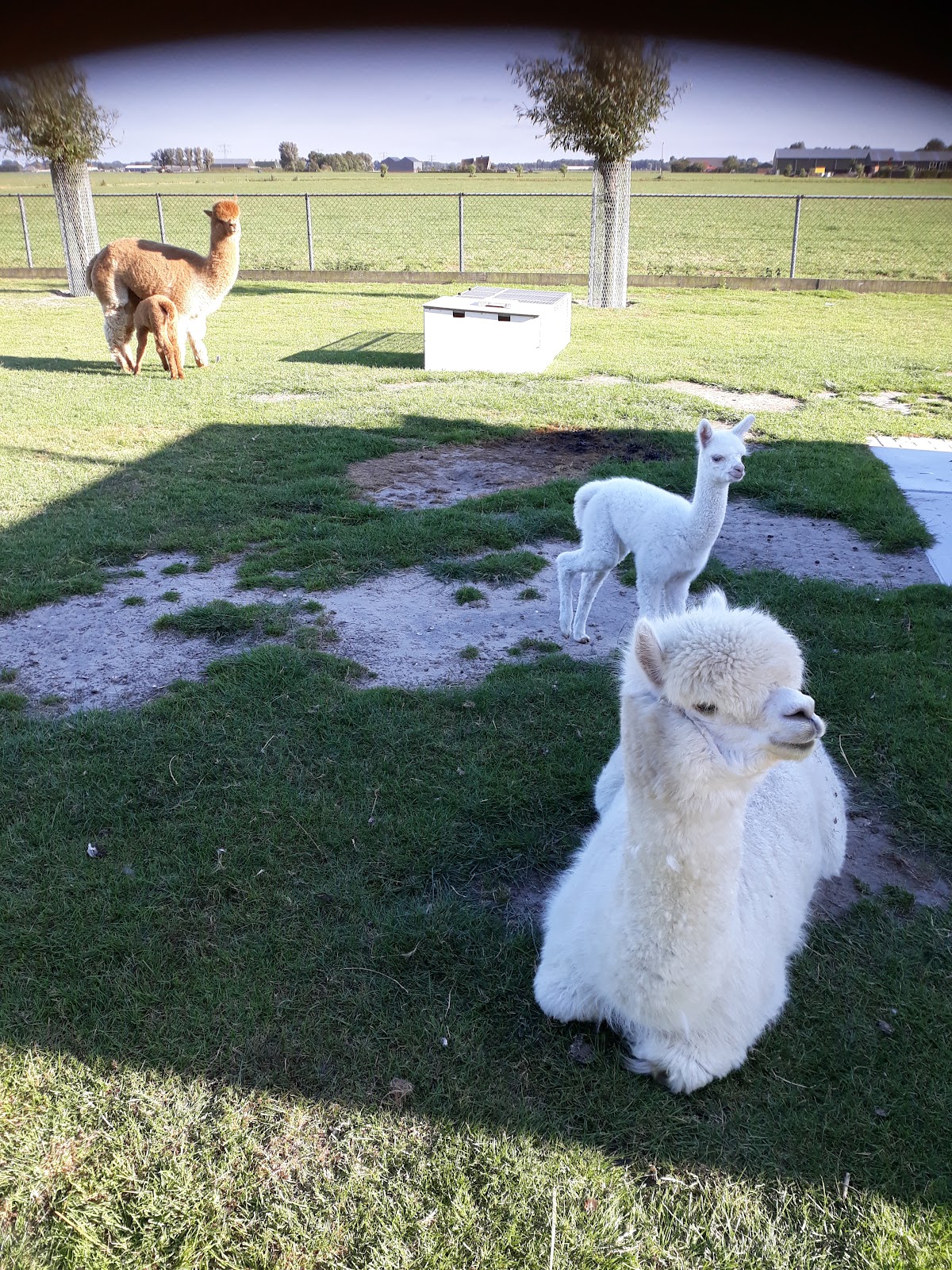 Drie alpaca's in een grasveld bij Zorgboerderij Noorderend